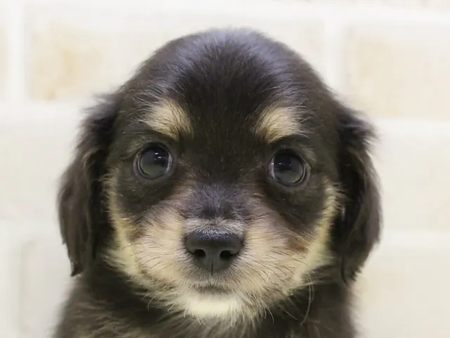 東京都のハーフ犬・ミックス犬 (ペッツワン八王子長房店/2025年3月19日生まれ/男の子/ブラックタン)の子犬
